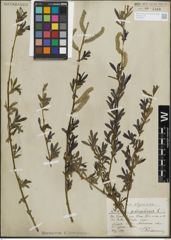 Foto von Salix purpurea L.